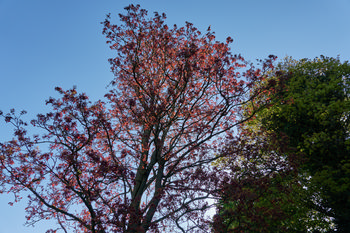Tree with morning sunlight This landscape photograph depicts a tree in Tapton Park, Chesterfield, taken in the morning during autumn. Sunlight filters through the branches, illuminating the reddish leaves and casting a vibrant glow against a clear blue sky. Other trees with various shades of foliage are also visible, indicating the seasonal transition typical of autumn. The natural setting highlights the tranquil atmosphere of Tapton Park at this time of day.